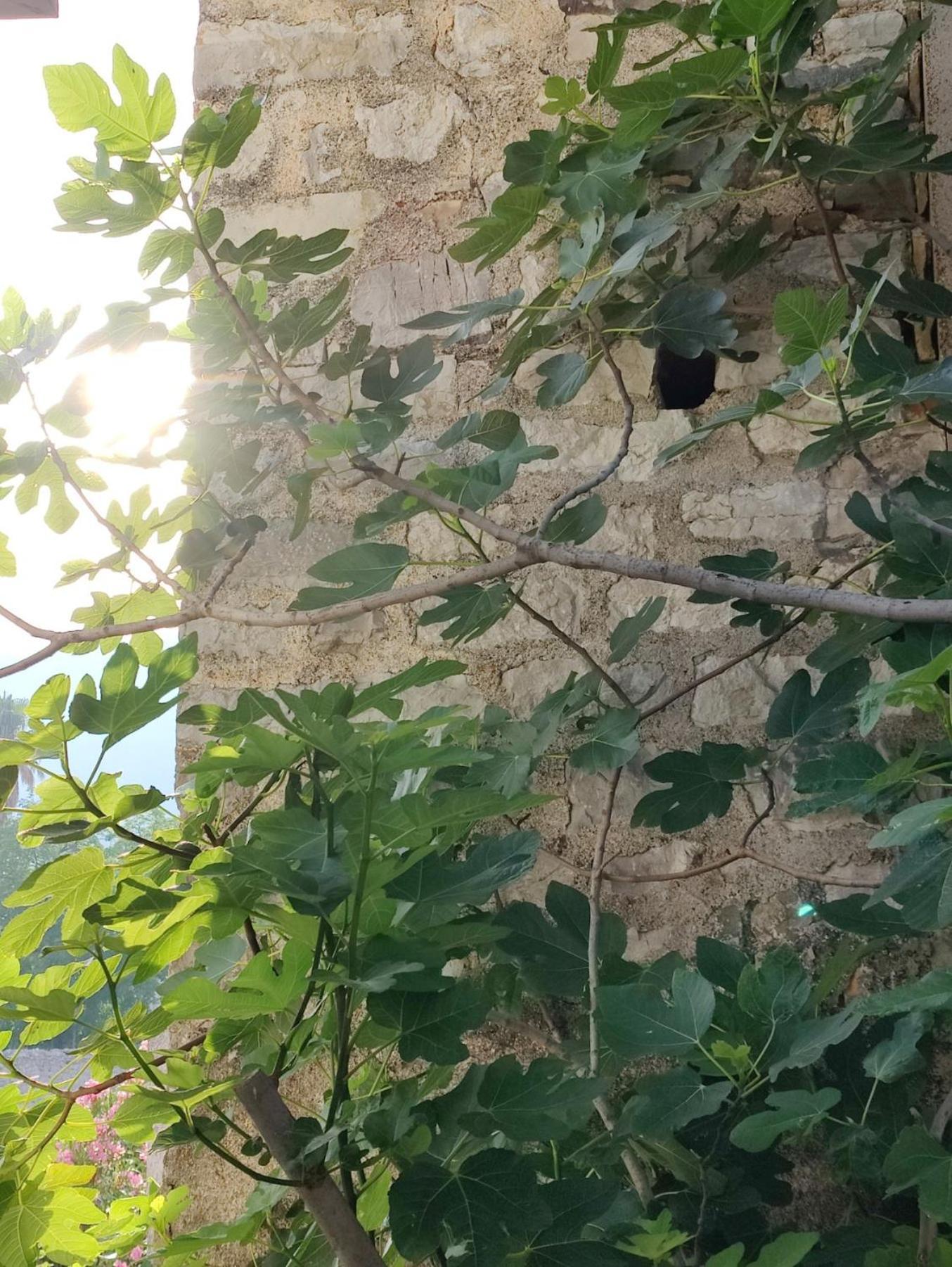 Miro Guesthouse Tivat Bagian luar foto